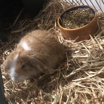 Rehoming 1 female mini lop rabbit