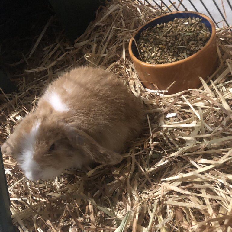 Rehoming 1 female mini lop rabbit