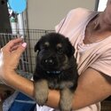 German Shepherd working line puppies -5