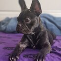 Female French bulldog needing to be rehomed -1