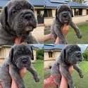 Bandog cane Corso -2