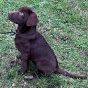 July 2023  Labrador retriever puppies for sale-0