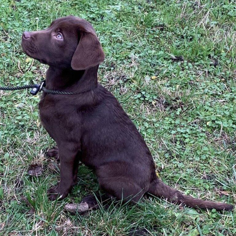 July 2023  Labrador retriever puppies for sale