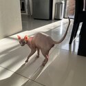 White female sphynx for sale -5