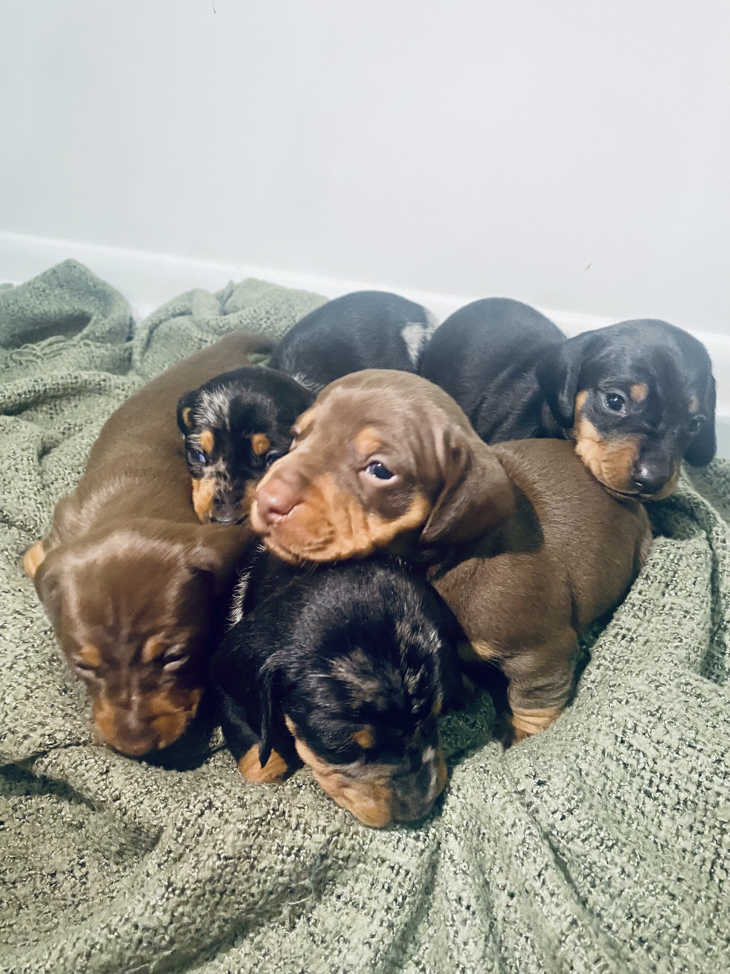 Beautiful Dachshund Pups for sale