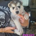 Shepsky Puppies x 8 - White Swiss Shepherd/Siberian Husky-3