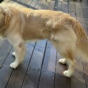 Purebred Golden Retriever- 13 months old-0