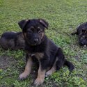 Pure Bred German Shepherd Puppies -3