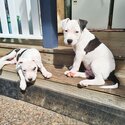 American staffy pups-5