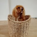 Gorgeous Cavalier king charles spaniel male -3