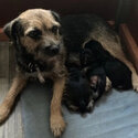 Border Terrier Pups -2