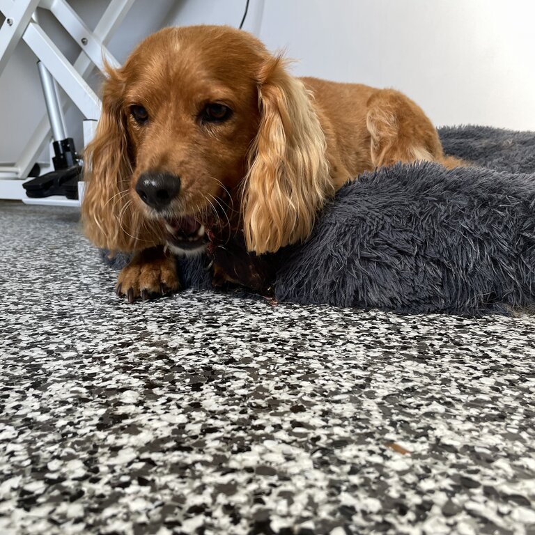 Cavoodle male apricot colour