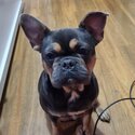 Selling my french bulldog -1