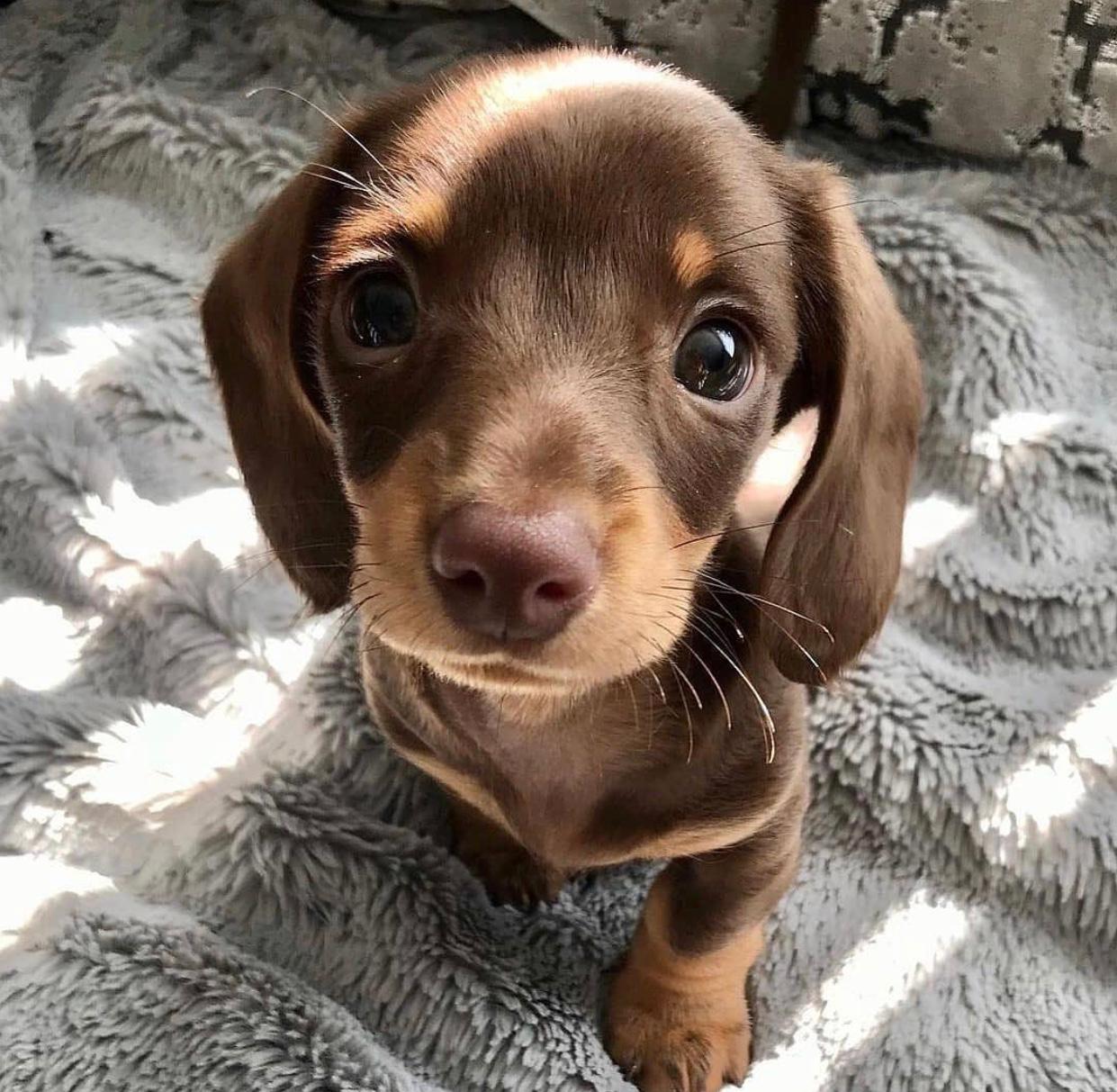 doxie puppies