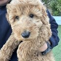 Golden Doodle 9 Week Old Puppy-5