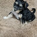 FOXIESCHNAUZER PUPS MINI-1