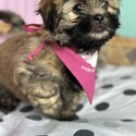 No/low shedding Maltese x Shih-Tzu pups only 9 weeks old  when listed-0