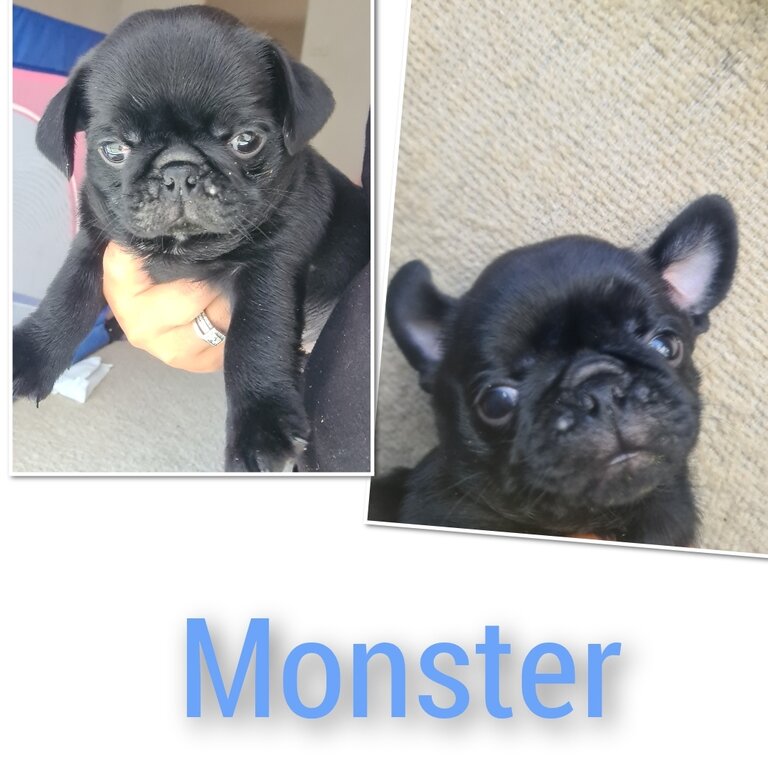 8 week old Pugs pups need a home asap