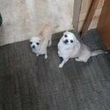 Gorgous purebred Chihuahua pups-3