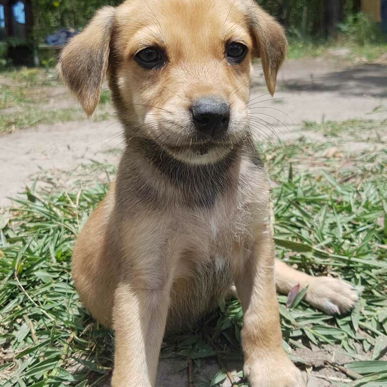 Catahoula x Koolie