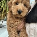 Golden Doodle 9 Week Old Puppy-4