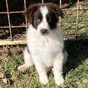 Quality Pure Bred Chocolate/White Border Collie Puppies-2