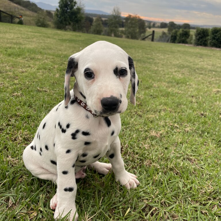 Dalmatian pups 