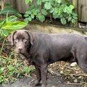 Free Labrador Retriever Dog-2