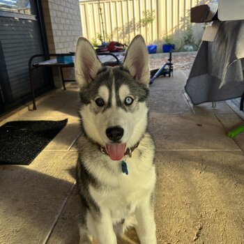 Siberian Husky pup