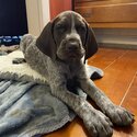 German Shorthaired Pointer Puppies -2