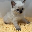 Gorgeous Rag Doll Kittens-4