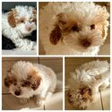 Toy Poodles v Maltese Shire tzu 3 month year old Puppies -5