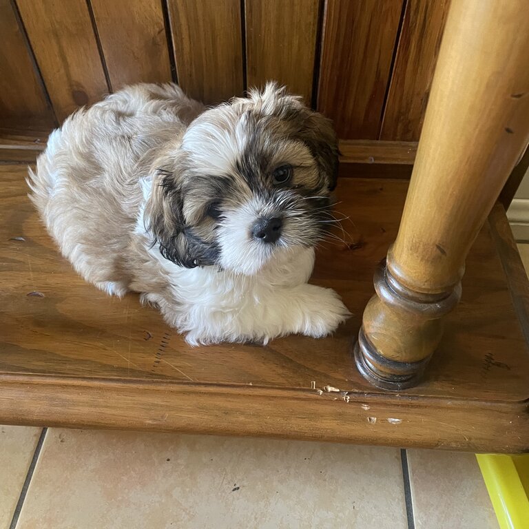 5x shi tzu cross mini poodles puppies for sale  $1800 ono