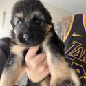 German Shepherd Puppies For Sale-0