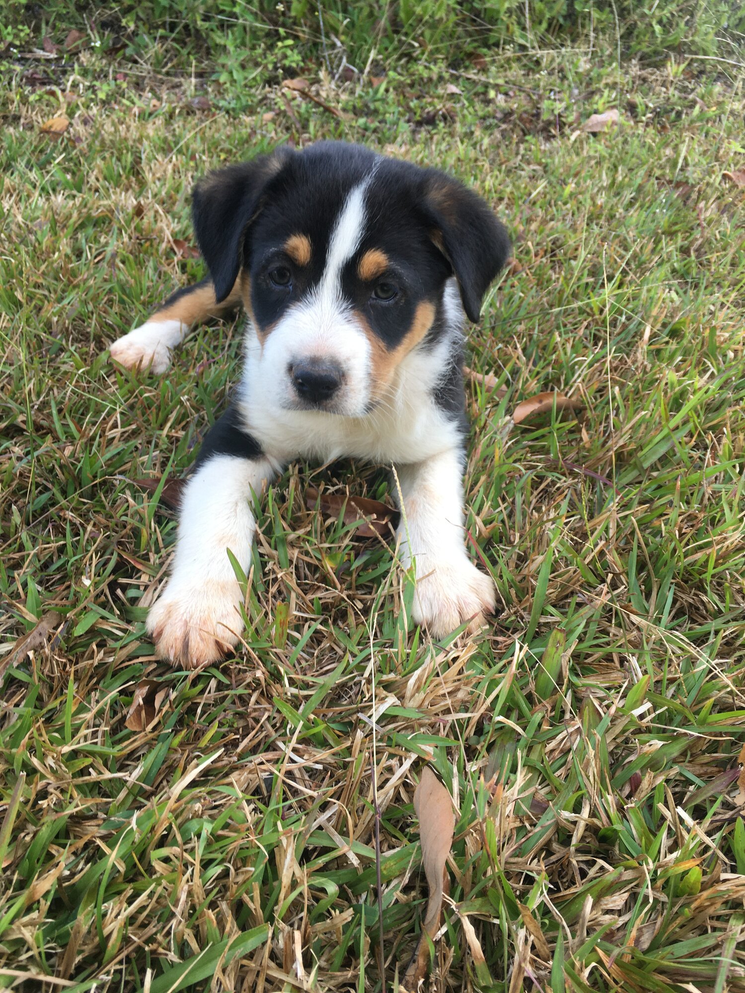 Aussie Shepard x New Zealand heading dog