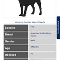 Pure-bred American Staffy -4