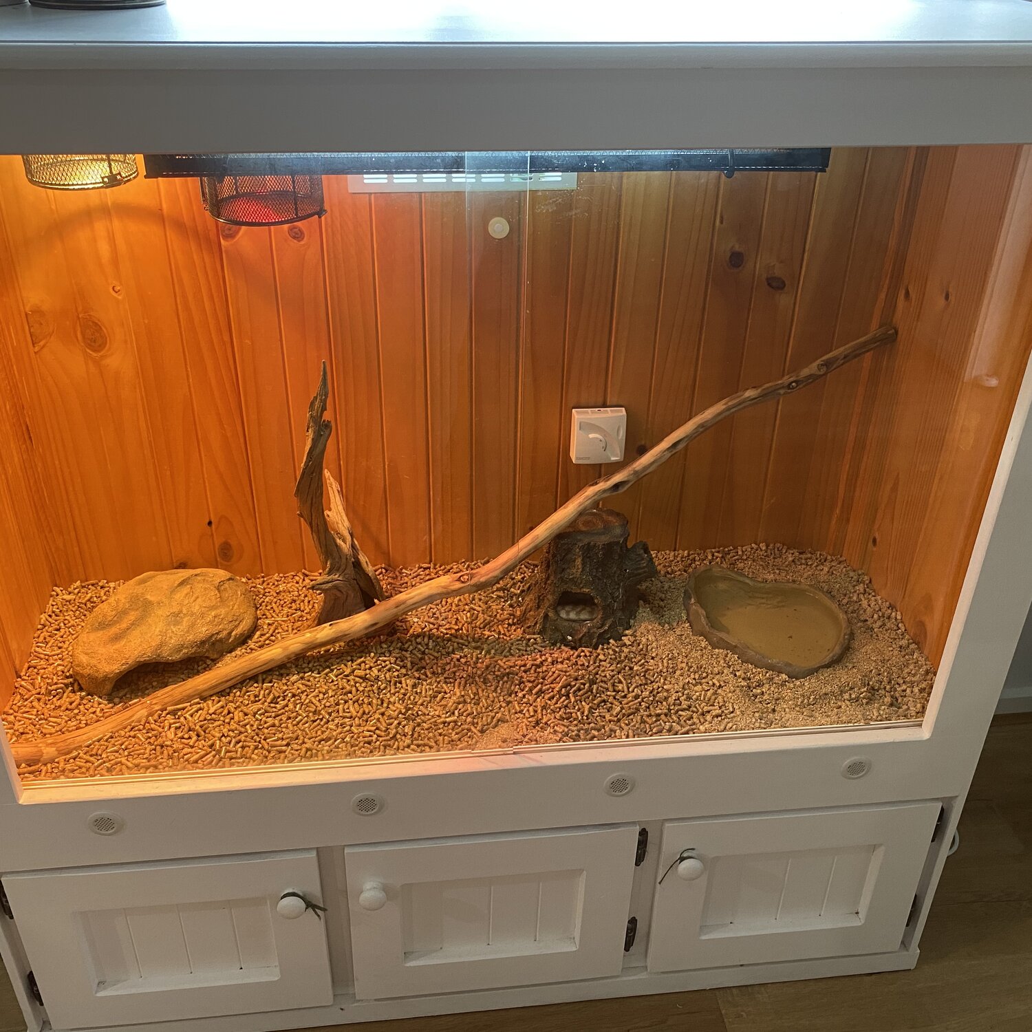 Black Headed Python & Enclosure Set Up