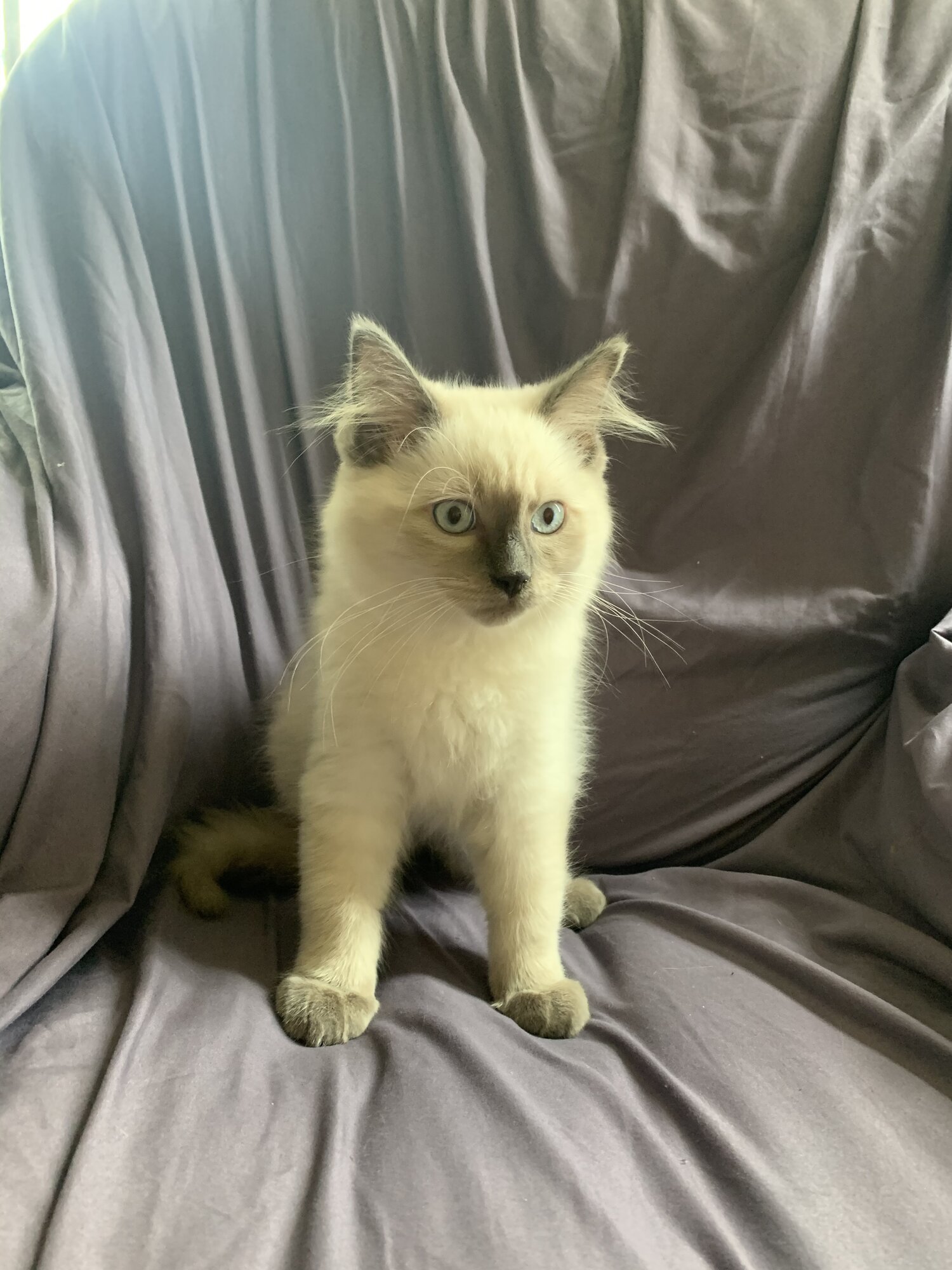 Male Ragdoll kitten