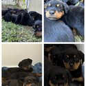 Purebred Rottweiler puppies -1