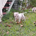 Purebred American Bulldog-2