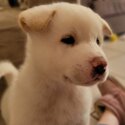 American Akita puppies READY FOR HOME-2