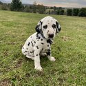 Dalmatian pups -3