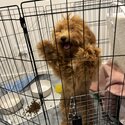 Red toy poodle -3