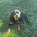 Riley - 16 Month old female Rottweiler -2