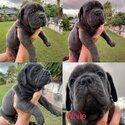 Bandog cane Corso -1