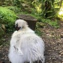 Silkie Rooster- Pippin-0