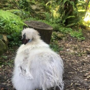 Silkie Rooster- Pippin