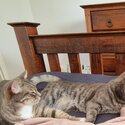 Bonded domestic shorthair cats-1