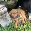 Pups for sale -1