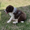 Quality Pure Bred Chocolate/White Border Collie Puppies-5